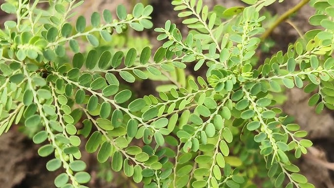 Pharmacological potential of Bhum Amlak (Phyllanthus amarus Schum. and Thonn.)